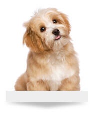 Dog Care