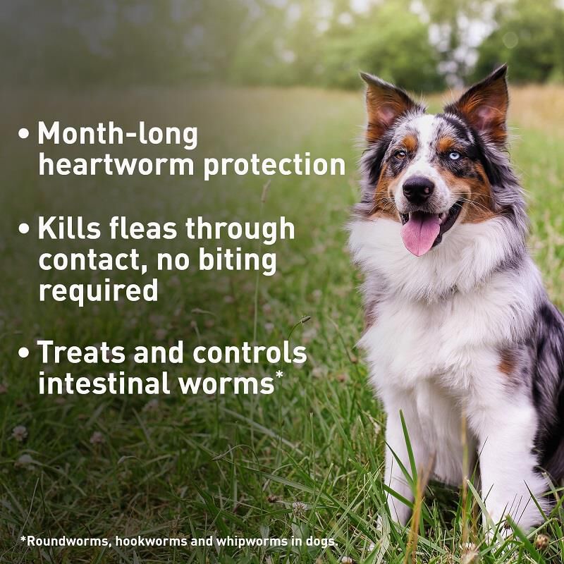 Advantage Multi Topical for Dogs 20.1-55 lbs Red, 6 Month Supply