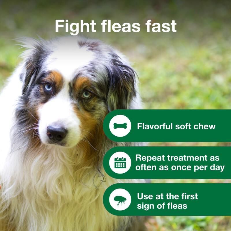 Advantus small dog soft chew flea treatment store
