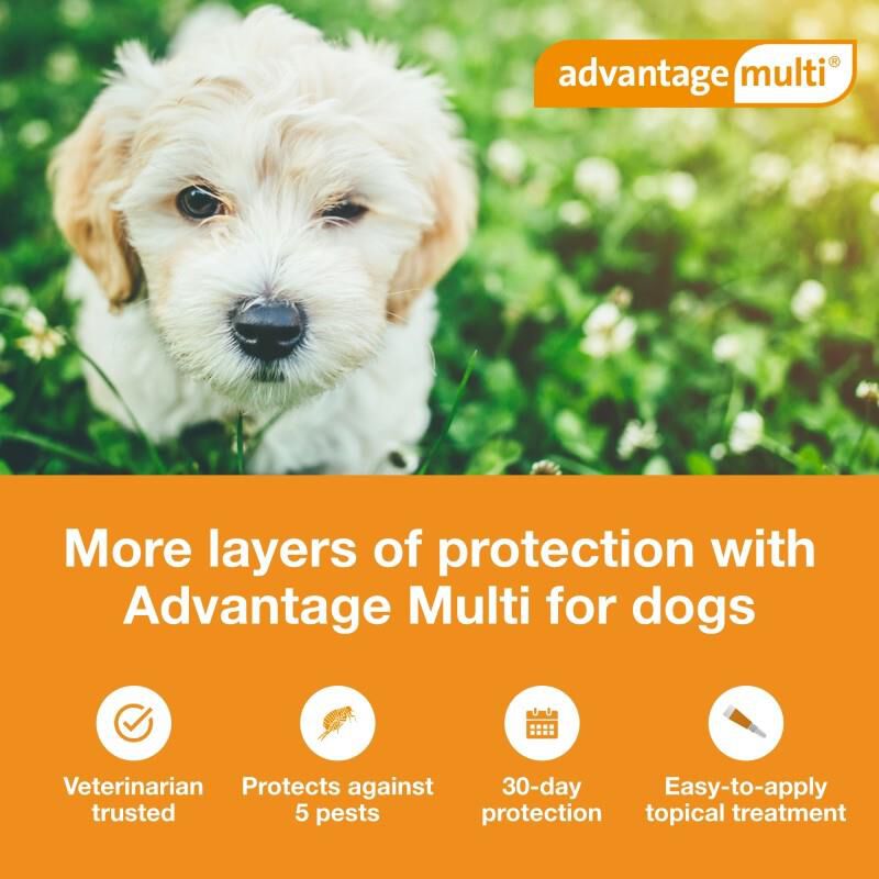 Advantage Multi for Dogs Free 2 Day Shipping AKCPetRx