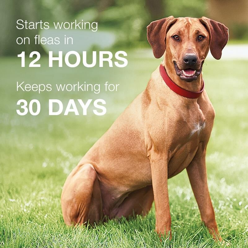 K9 Advantix II for Dogs