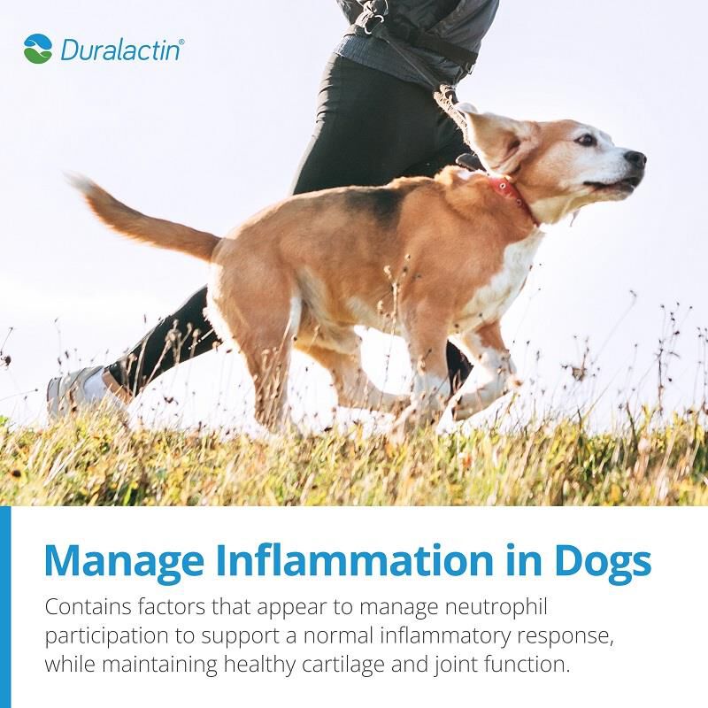 Duralactin for dogs shop