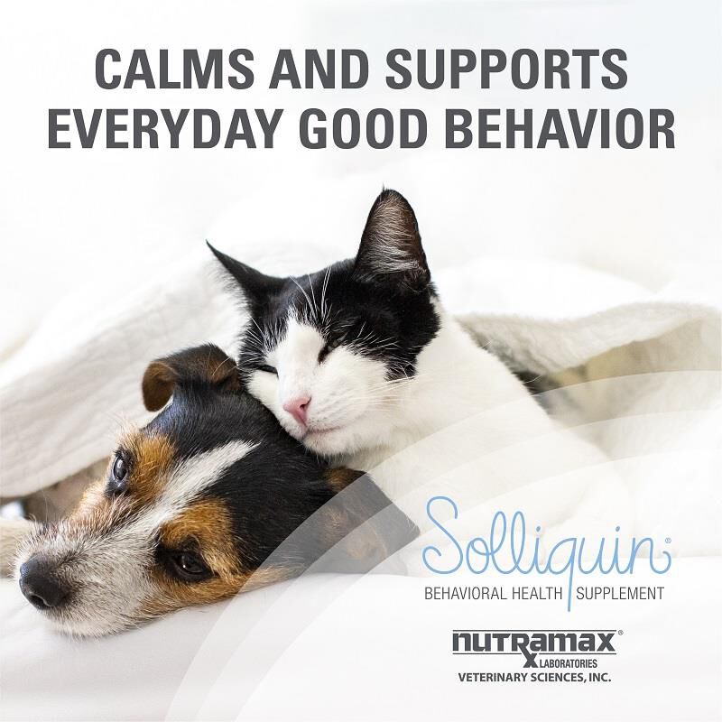 Solliquin Behavioral Health Supplement for Small to Medium Dogs and Large Cats 75 Soft Chews