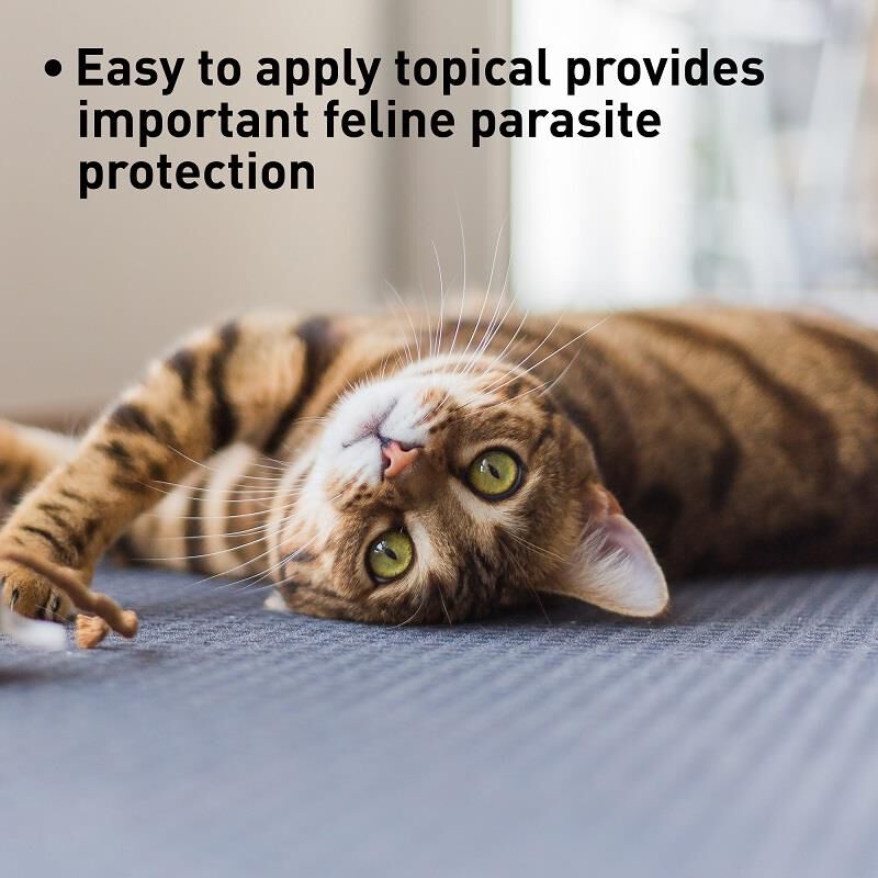 Advantage Multi for Cats