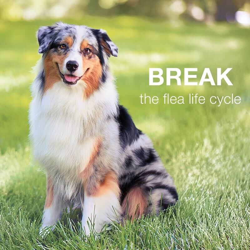 Advantage II for Dogs
