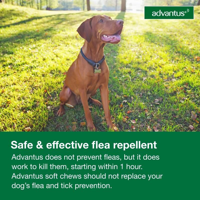 Oral anti flea for dogs clearance