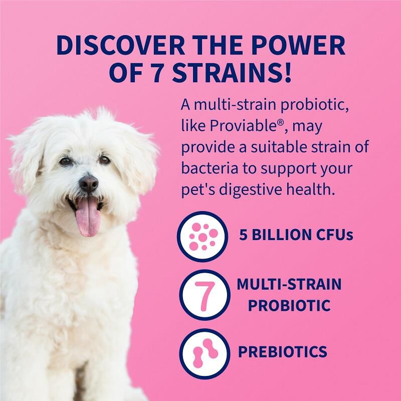 Proviable-DC for Dogs and Cats