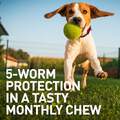 Interceptor Plus Chewable Tablets for Dogs