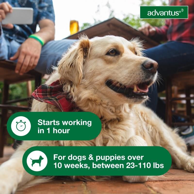 Advantus Oral Flea Treatment Soft Chews for Dogs Free 2 Day Shipping AKCPetRx