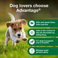 Advantage Treatment Spray for Dogs, 15 oz