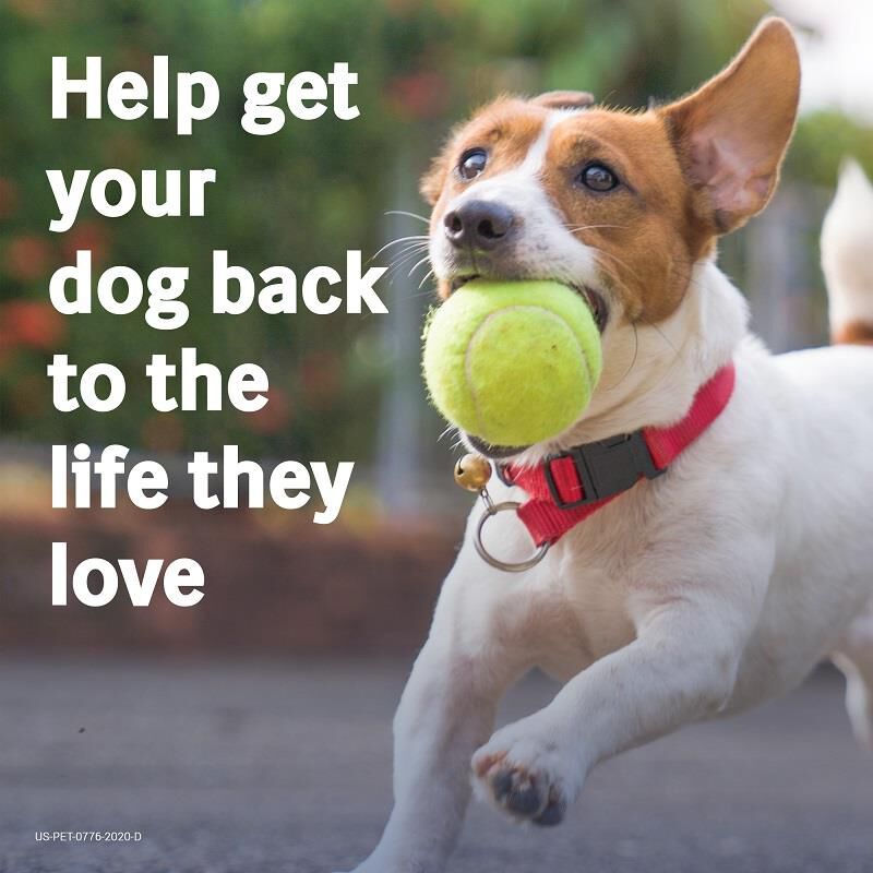 Metacam 0.5 mg/ml Oral Suspension