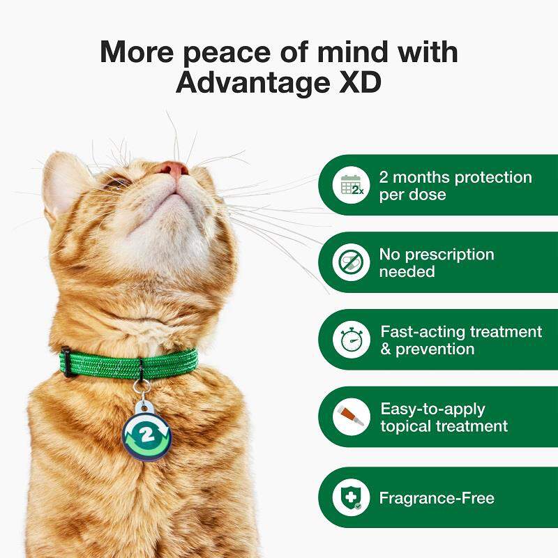 Advantage XD for Cats
