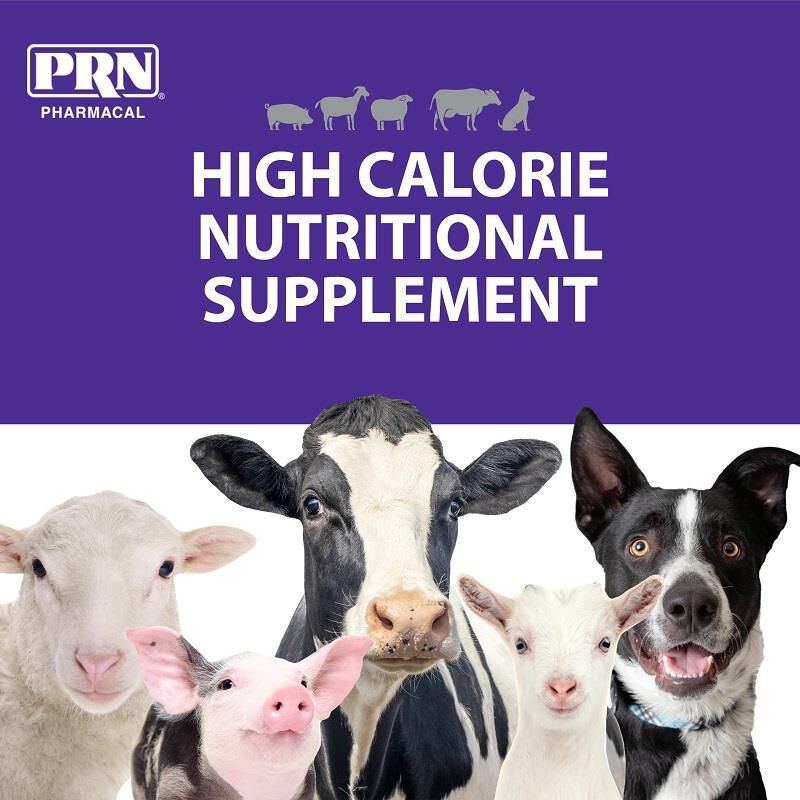 Stat high calorie liquid diet outlet