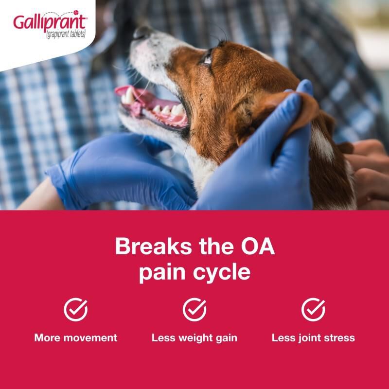 Galliprant Tablets for Dogs