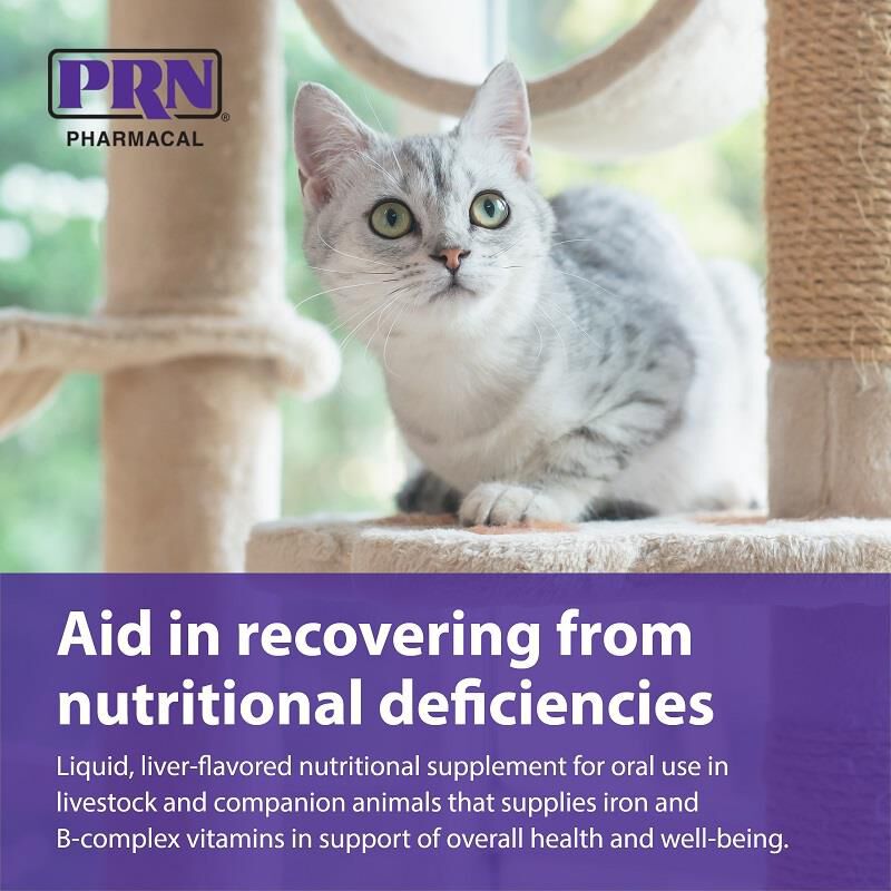 Iron supplements for kittens top