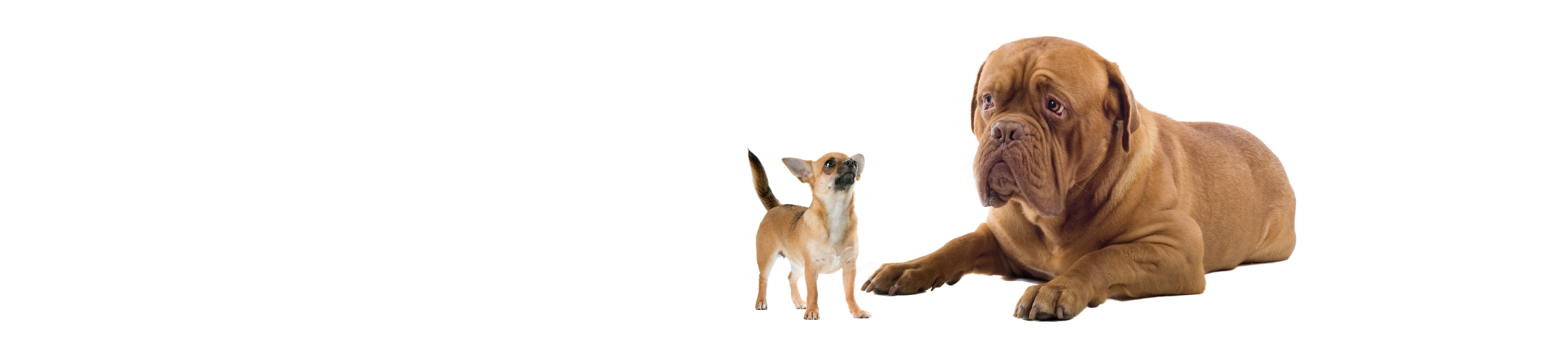 faq-header-bg